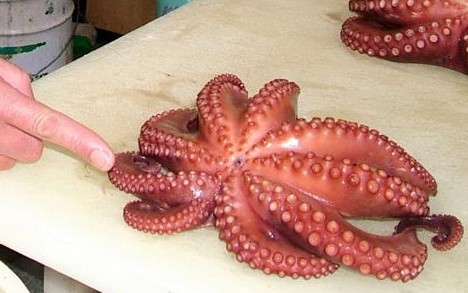 Octopus 9 tentacles Marugame seafood market