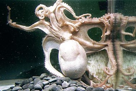 Octopus 96 tentacles Shima Marineland Aquarium laying eggs