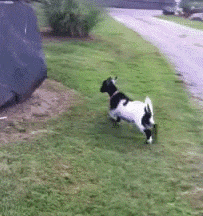 Stunt Goat Gif