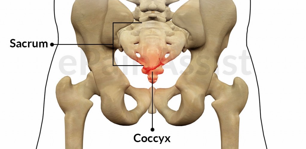 Vestigial organs - coccyx