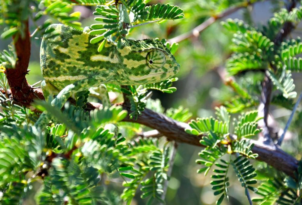 10 Wonderful Examples Of Camouflage In Nature • Lazer Horse