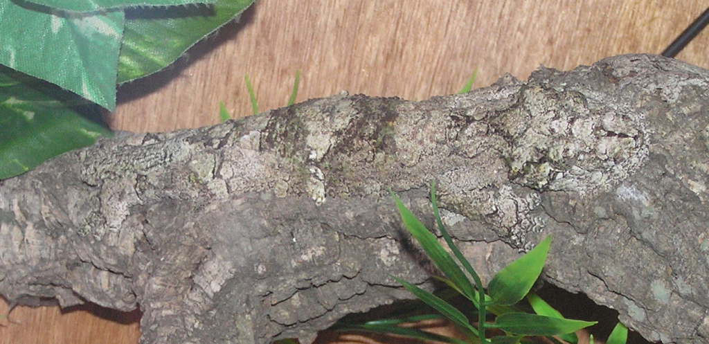 Animals Best Camouflage - Mossy leaf-tailed gecko on rock