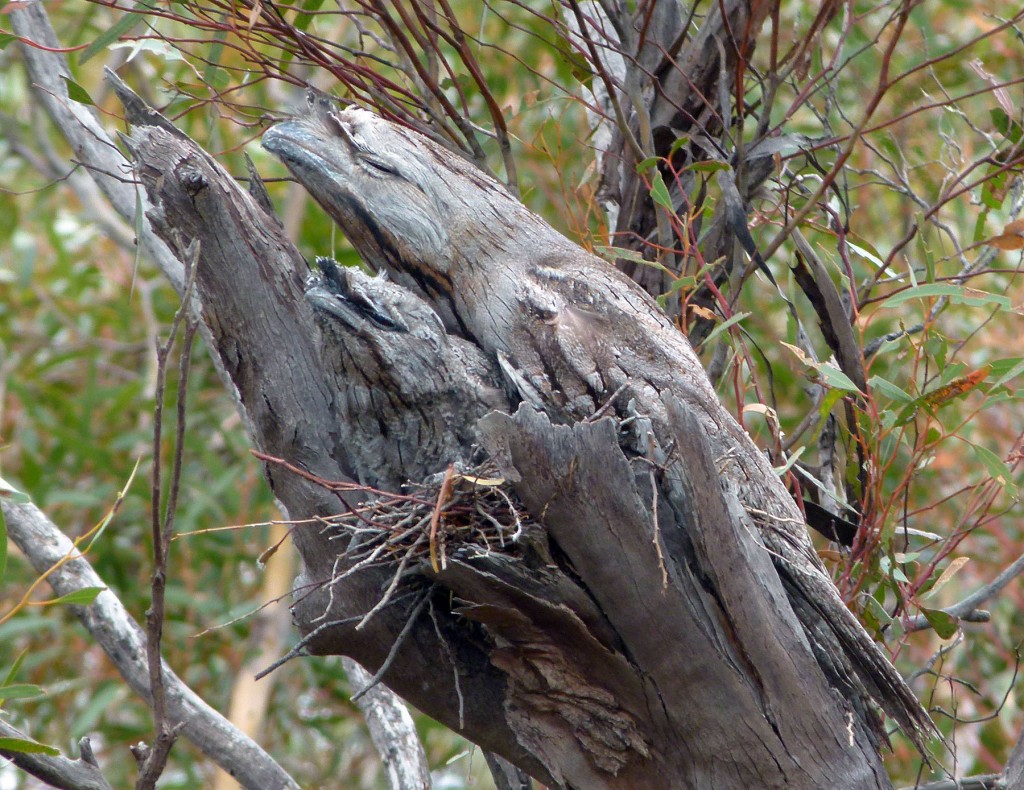 Animals Best Camouflage - Tawny Frogmouth