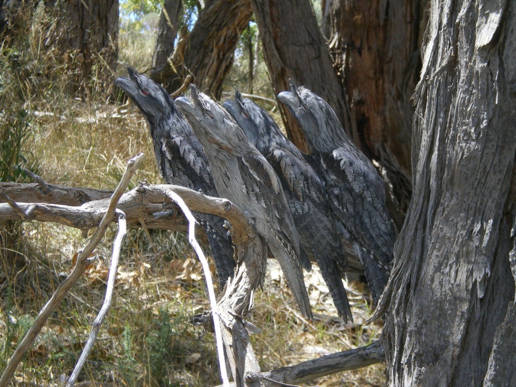 Animals Best Camouflage - Tawny Frogmouth group