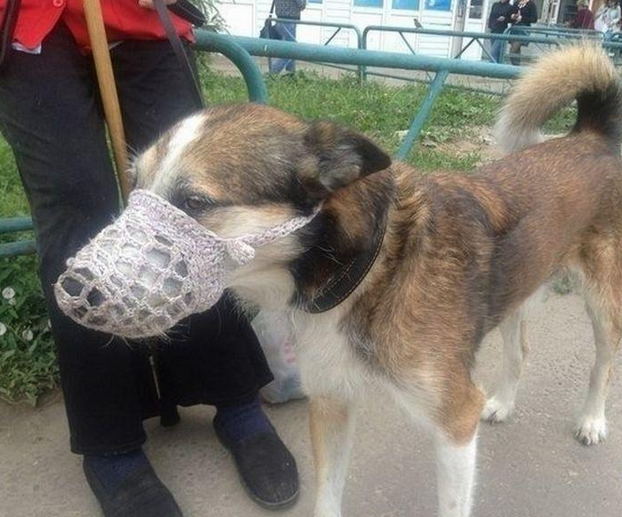 Awesome Photos From Russia With Love - knitted muzzle dog