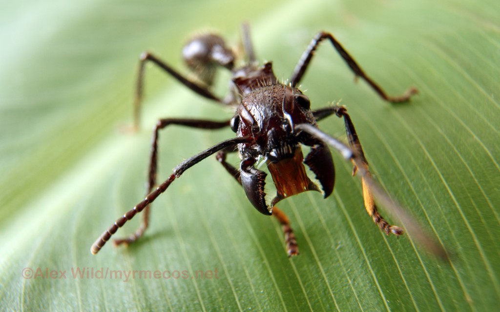 Bullet Ant - Paraponera clavata