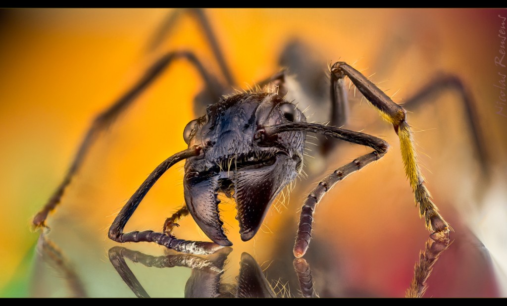 Bullet Ant - Paraponera clavata close up