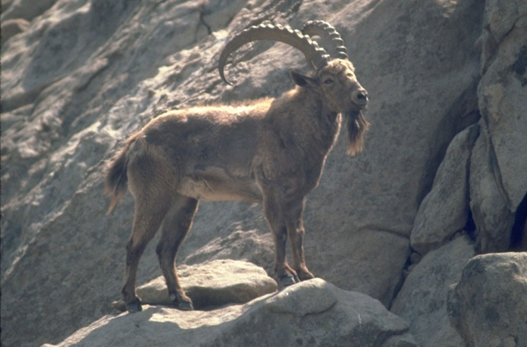 Kyrgyzstan - Animals - Ibex