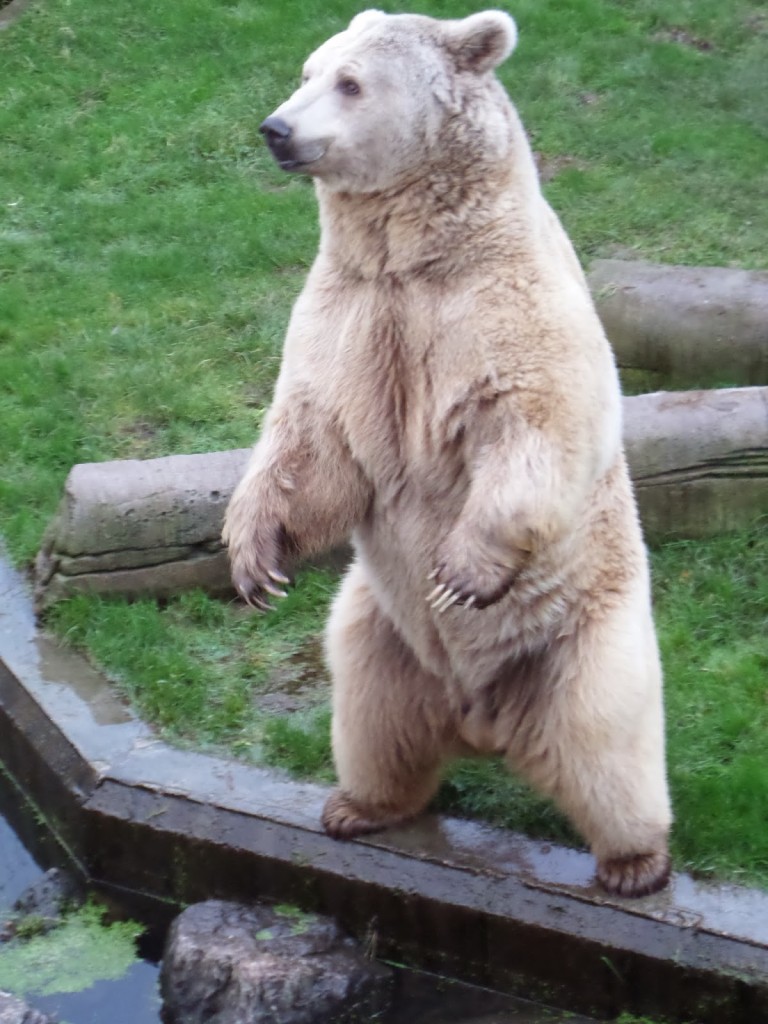 Two Legged Bear