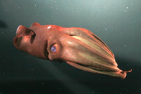 Vampire Squid - swimming