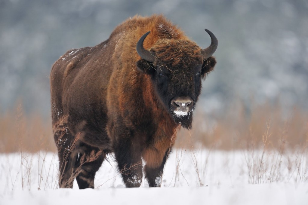 Bonnacon Medieval Monster European Bison