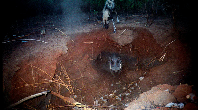 Camera-Trap-Pictures-Wild-Dog-and-Warthog-Tanzania.png