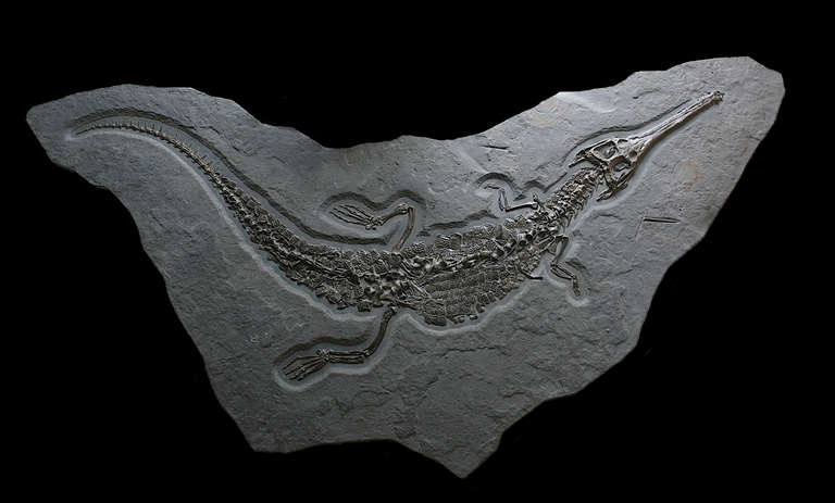 Living Fossils - Crocodilia 195 million