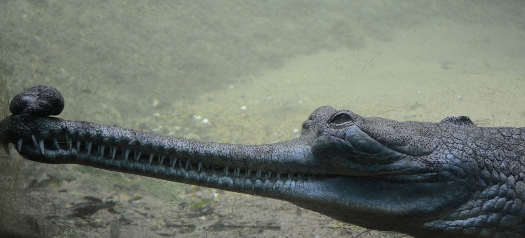 Living Fossils - Crocodilia Gharial
