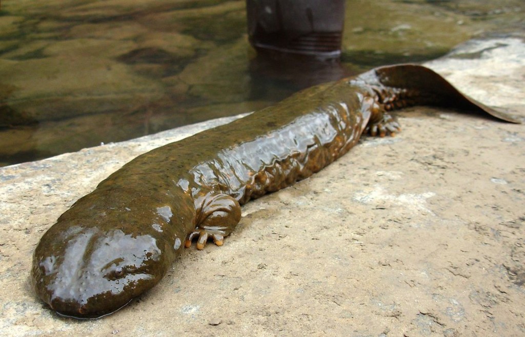 Living Fossils - Giant Salamander 2