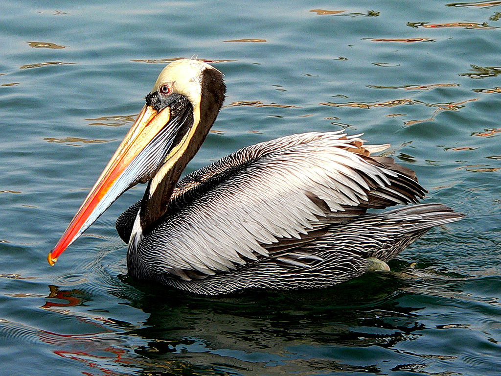 Living Fossils - Peruvian pelican