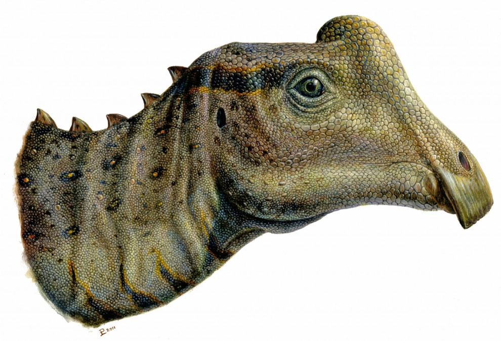"Joe" - a young Parasaurolophus