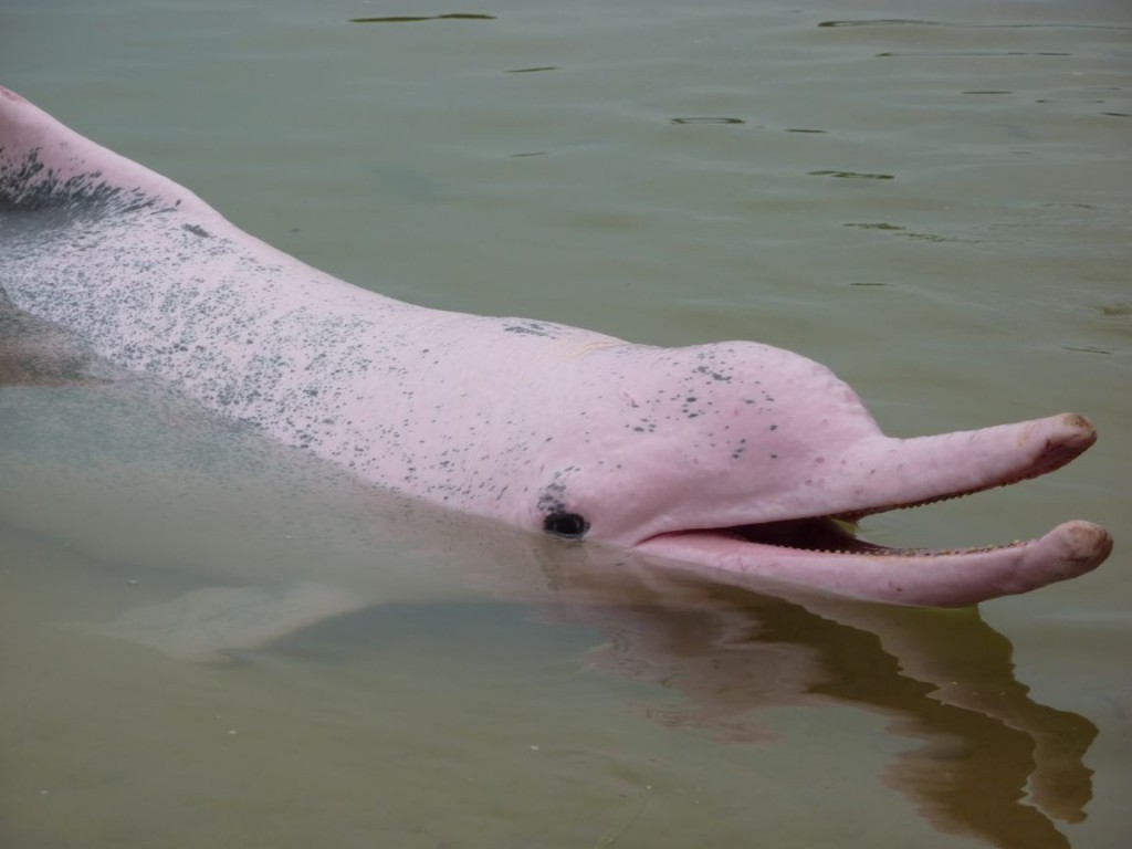 River Dolphin Amazon Pink saying hello