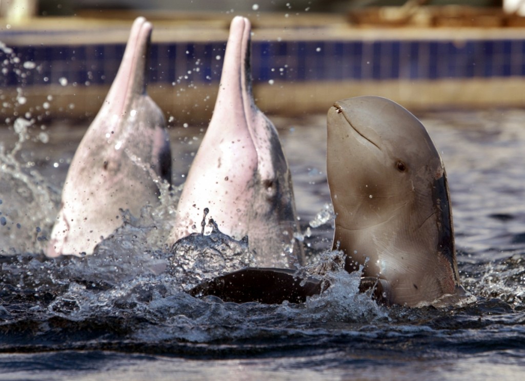 River Dolphin Amazon Pink with Mekong IrraWADDT