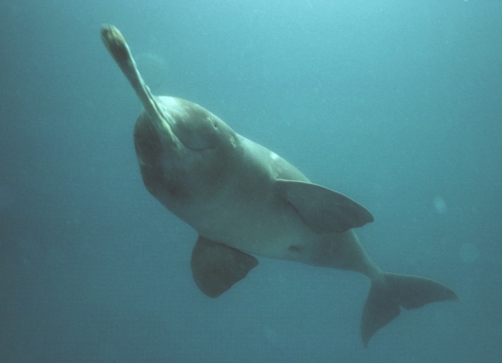 Plataniste or Ganges river dolphin, Bangladesh
