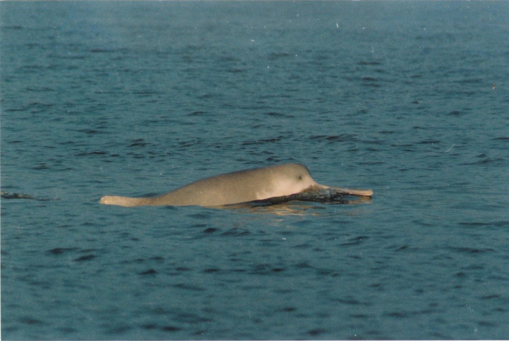 River Dolphin China – Baiji wild