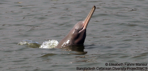 River Dolphin India - Ganges