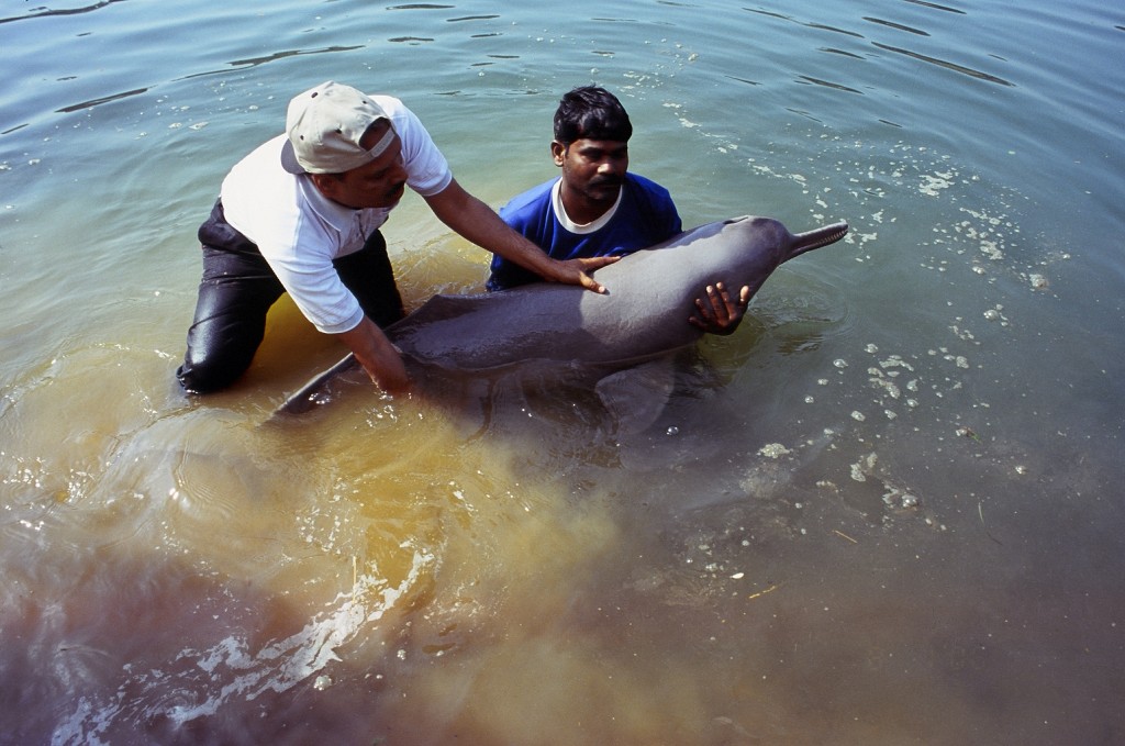 River Dolphin India - South Asian river project