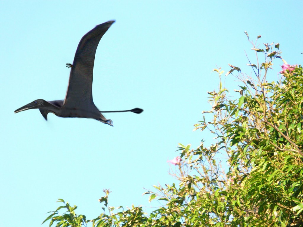 Ropen - Pterosaur Dinosaur Papa New Guinea real