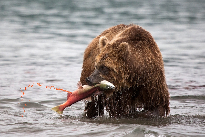 Kurill Kurile Lake Kamchatka Russia Bears - caviar