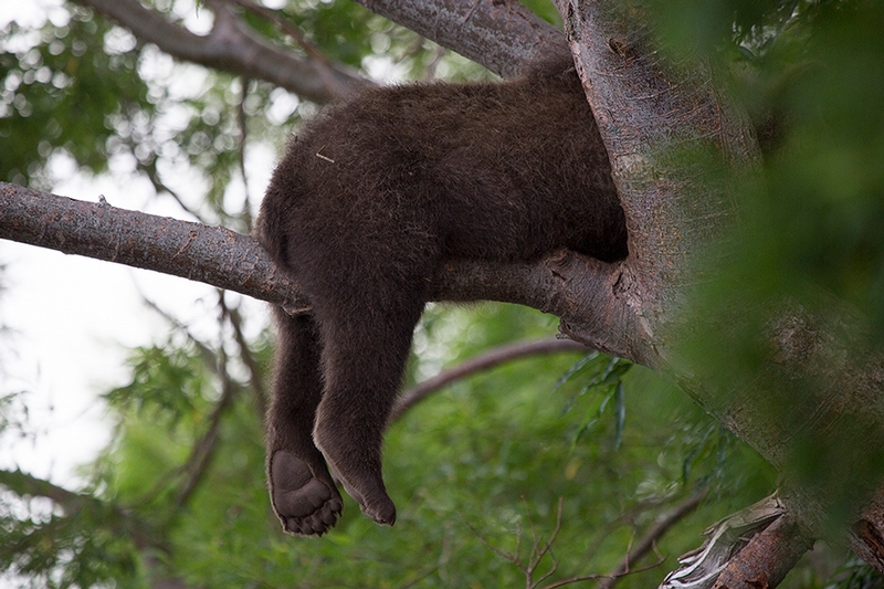 Kurill Kurile Lake Kamchatka Russia Bears - cub hiding in tree 2