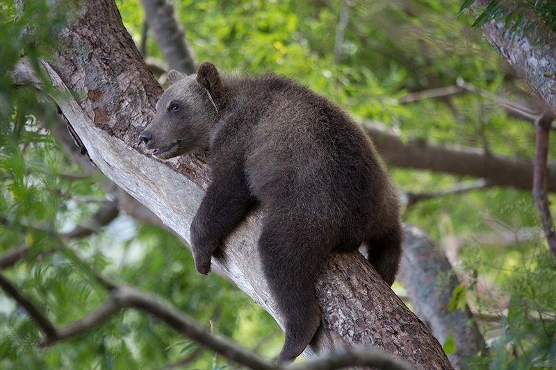 Kurill Kurile Lake Kamchatka Russia Bears - cub hiding in tree