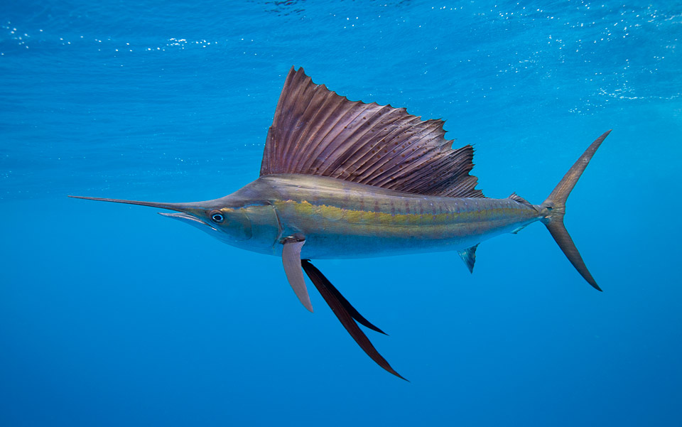 Sailfish - Fastest Fish - swimming