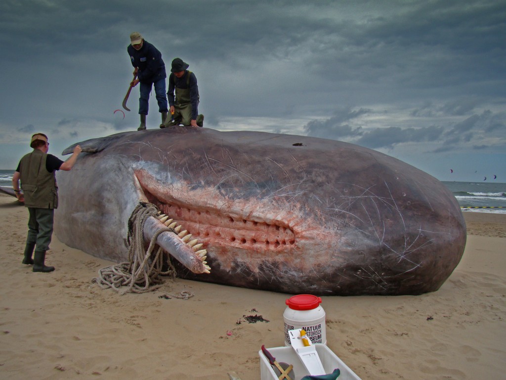 Sperm Whale - Size Of Mouth