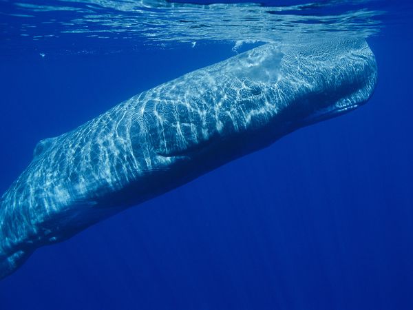 Sperm Whale - Submerged Sound