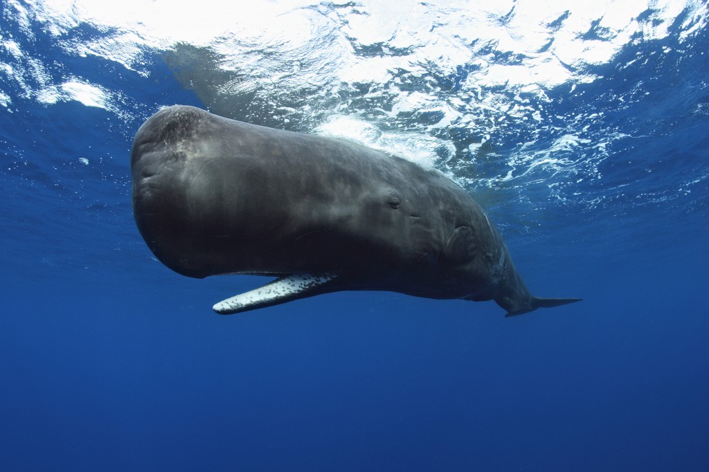 Sperm Whale - Swimming Rare