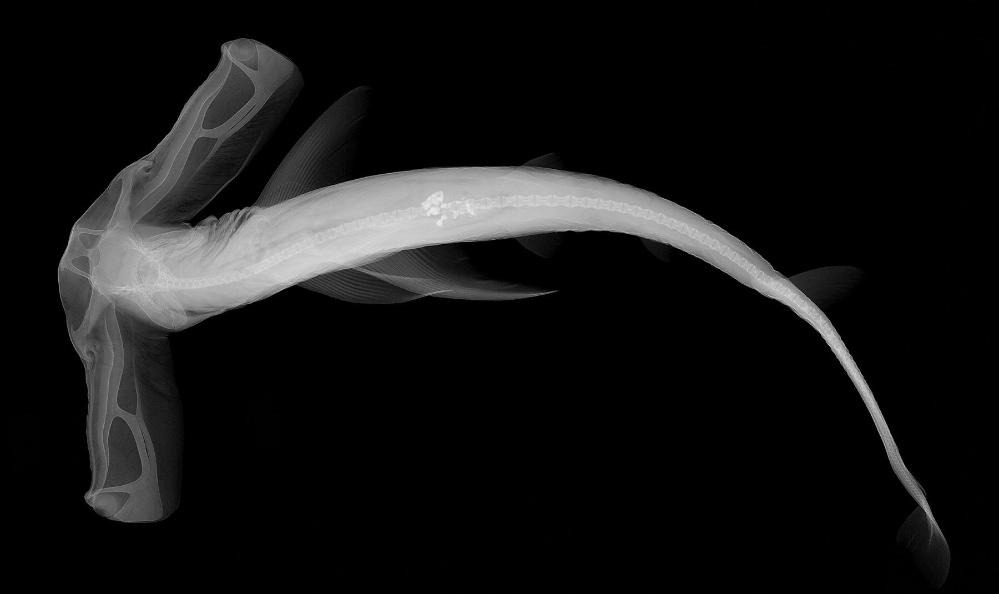 Winghead Shark - X-Ray]