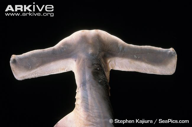 Winghead Shark - head close up