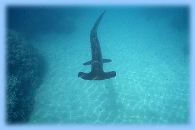 Winghead Shark profile