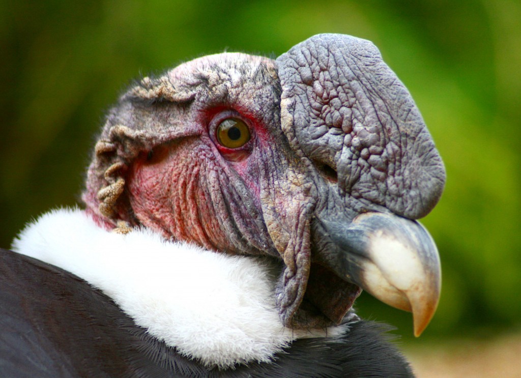 Andean Condor Vultur gryphus close up