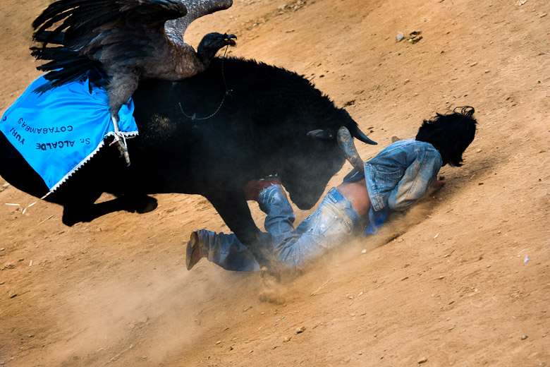The Yawar Fiesta, a ritual fight between the condor and the bull in Peru