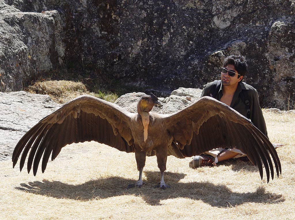 Andean Condor huge wingspan