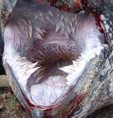 Leatherback Turtle mouth