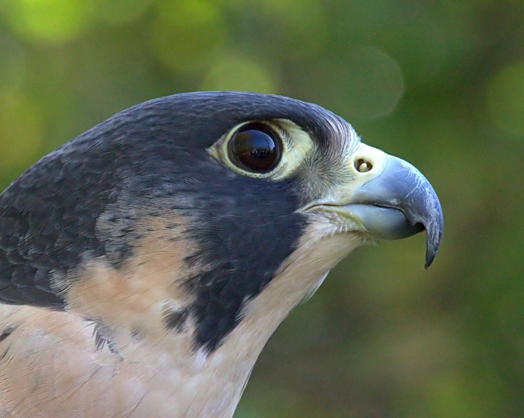 Peregrine Falcon - Fastest Animal - Notched Beak