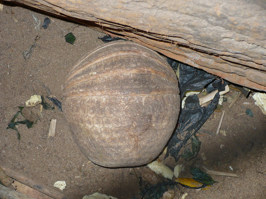 Southern three-banded armadillo - rolled into defensive ball
