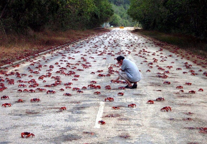 Christmas Island Red Crab Road