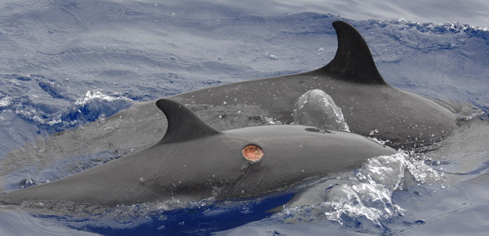 Cookiecutter Shark - bite mark on Dolphin