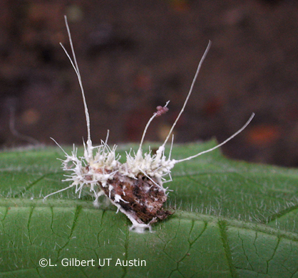 Cordyceps - Moth with Akanthomyces species