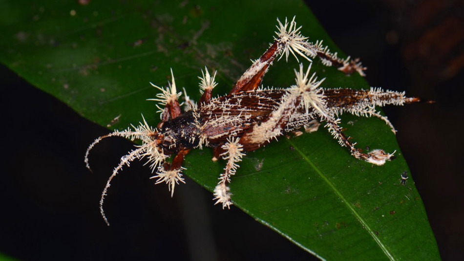 Cordyceps - Parasitic Fungus - cricket