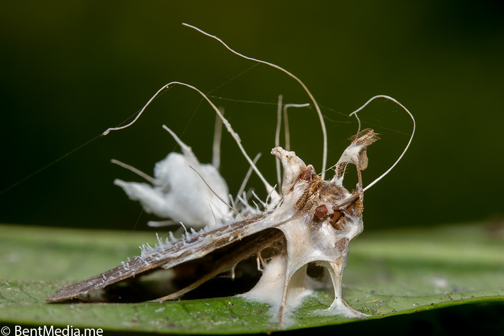 Cordyceps - Parasitic Fungus - moth 2