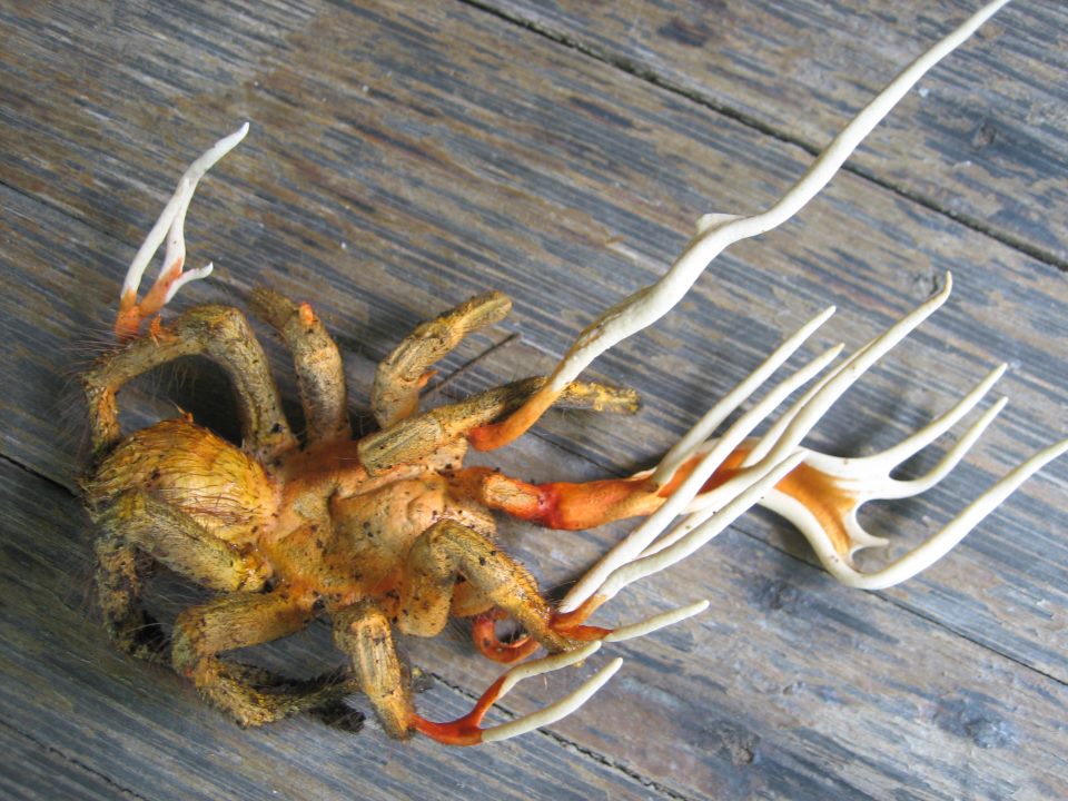 Cordyceps - Parasitic Fungus - tarantula